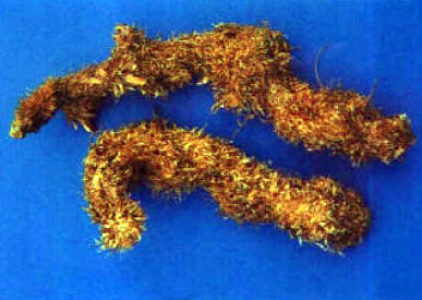 Gu Sui Bu
